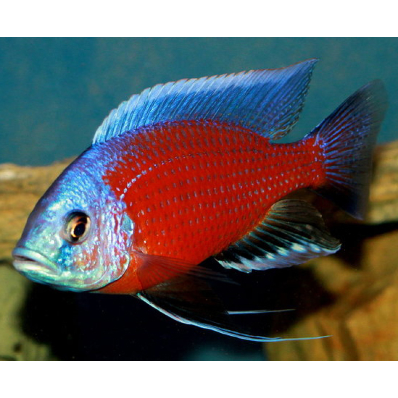 Copadichromis Borleyi Red Kadango F1 10cm vrouw
